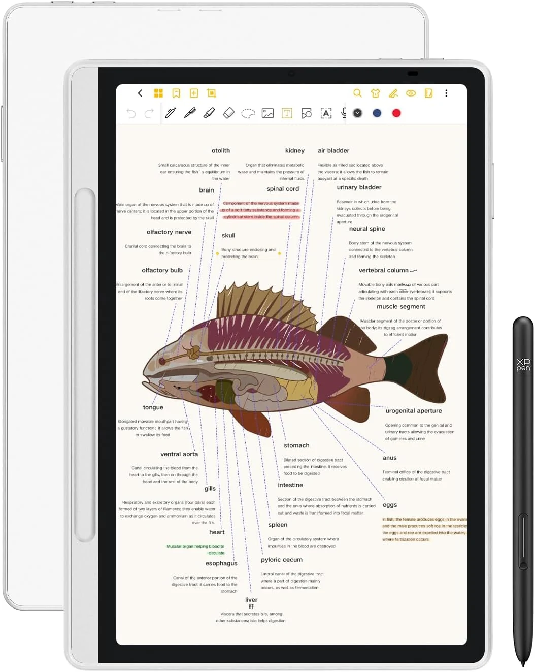 XPPen 3 in 1 Color Digital Notebook 10.95'' Paper Note review